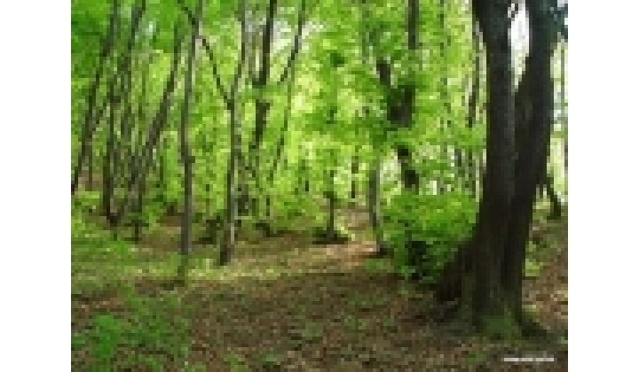 Pozvánka na valné zhromaždenie vlastníkov lesa v Kocuranoch  - 7.3.2026