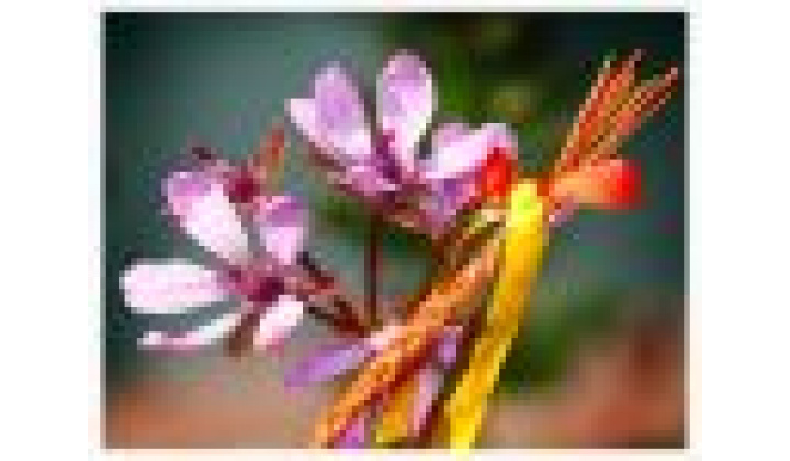 Veľkonočný pozdrav