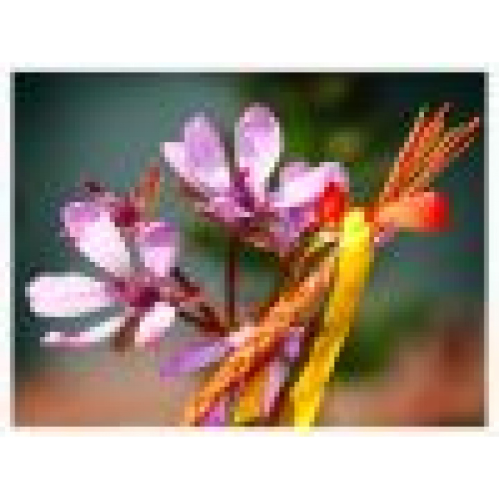 Veľkonočný pozdrav